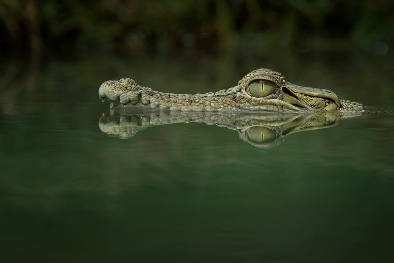 crocodile