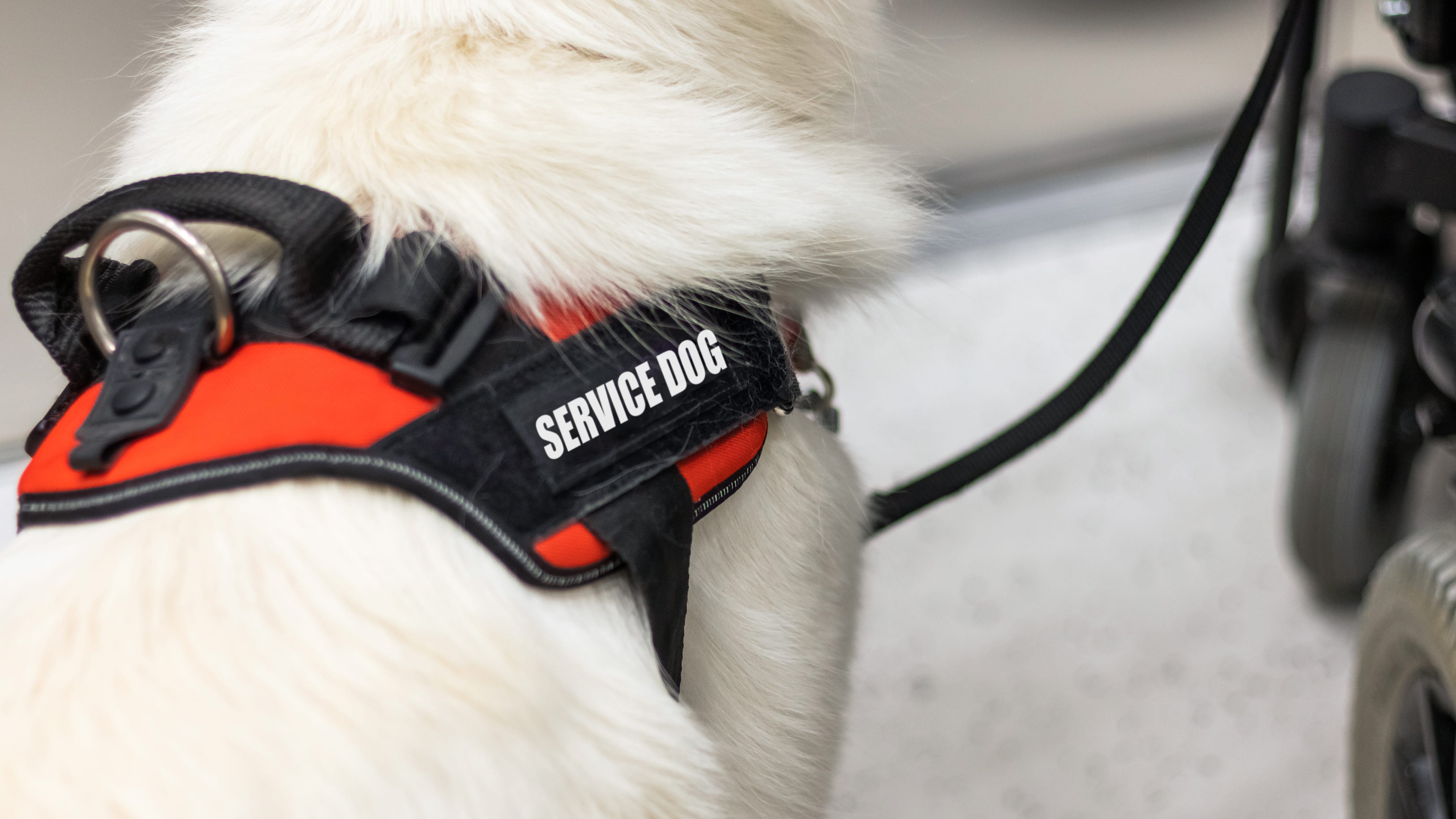 Former homeless man's car, service dog stolen  during move to new Oakland apartment