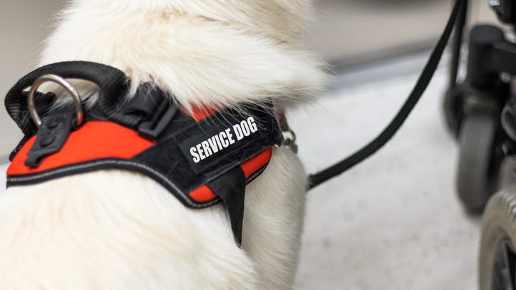 WATCH: Service dog takes over Southwest Airlines passenger's seat on flight