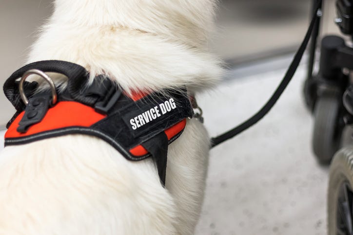 Service dog.