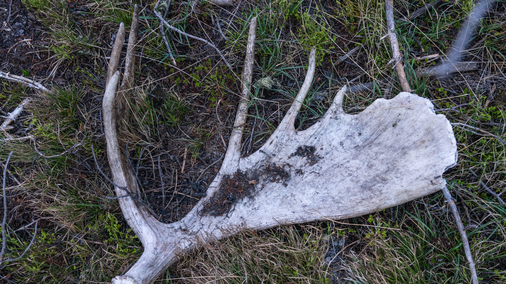 Minnesota man allegedly used a moose antler to kill a sex offender