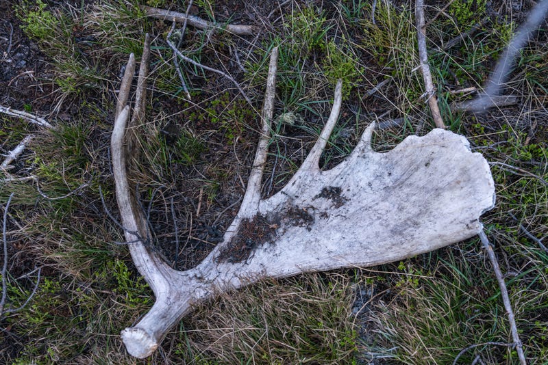 Moos antler in the woods. 
