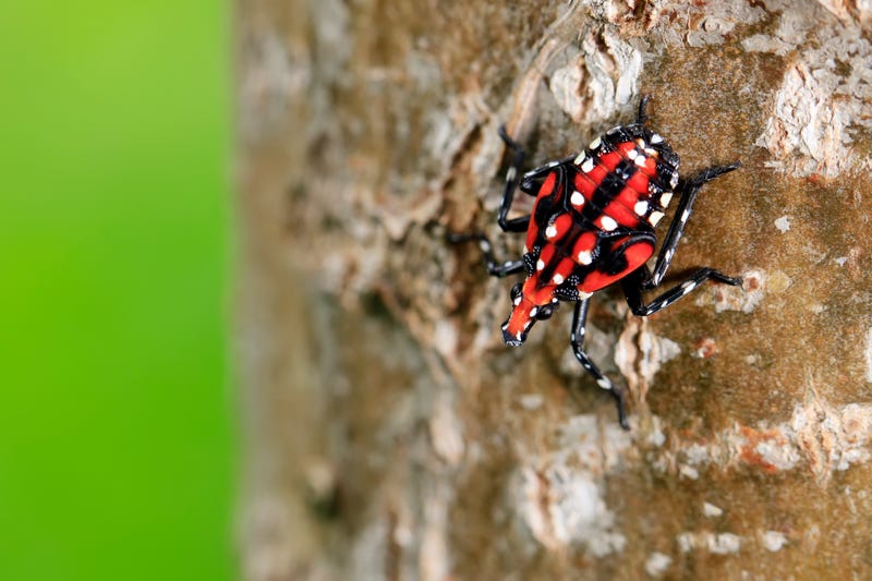 Spotted Laternfly