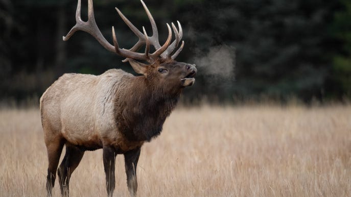 Michigan hunters have a chance to win a unique multi-species hunting opportunity, and hunting equipment worth thousands