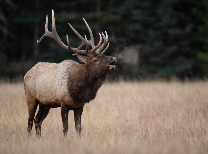 Elk