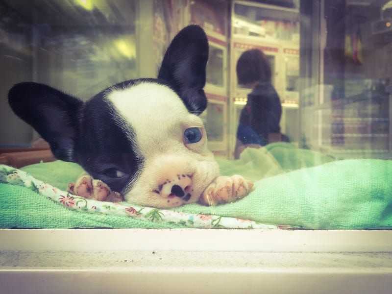 Pet Shop