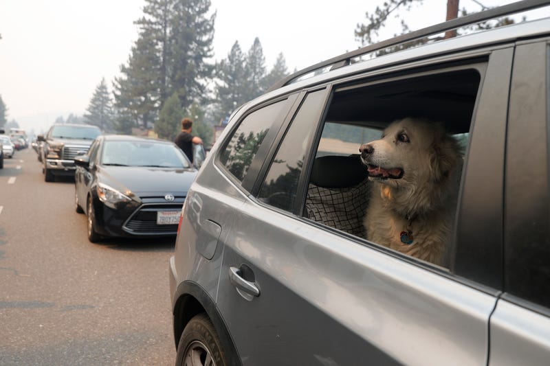 A dog sits in a car in heavy traffic on Highway 50 as people evacuate ahead of the Caldor Fire in South Lake Tahoe.