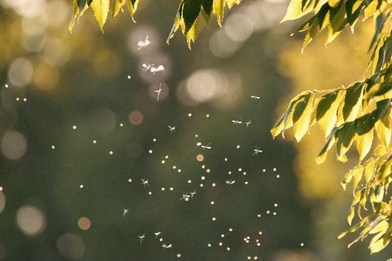 mosquitos swarming