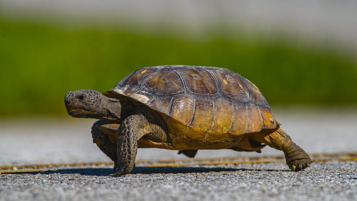 Dana & Parks: Dana swears she saw a turtle running across a golf course