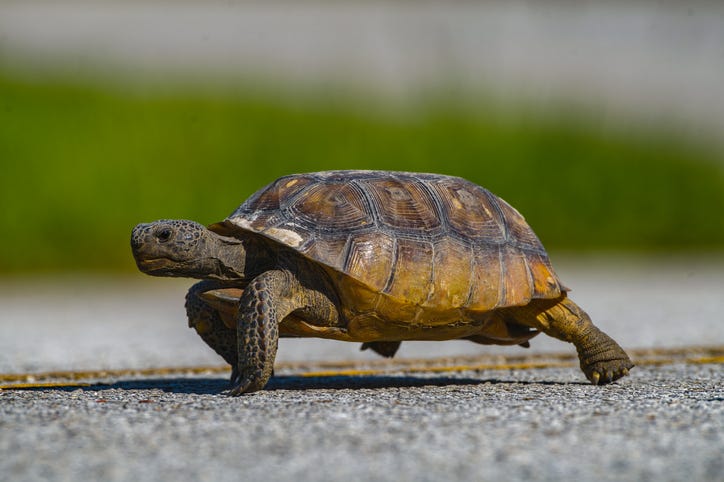 turtle