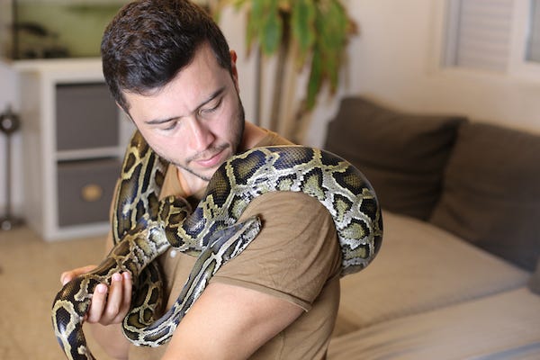 Man with Burmese python sitting on the couch