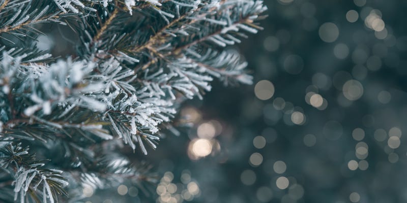 Snow on a pine tree.