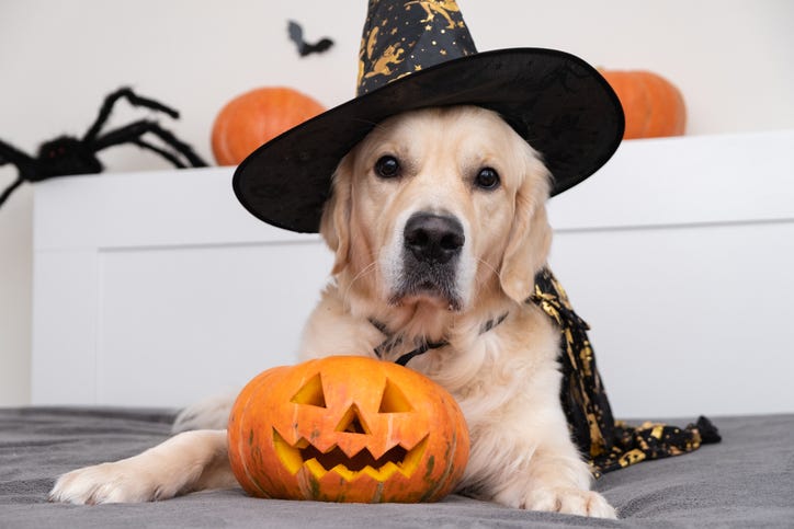 dogs and pumpkins