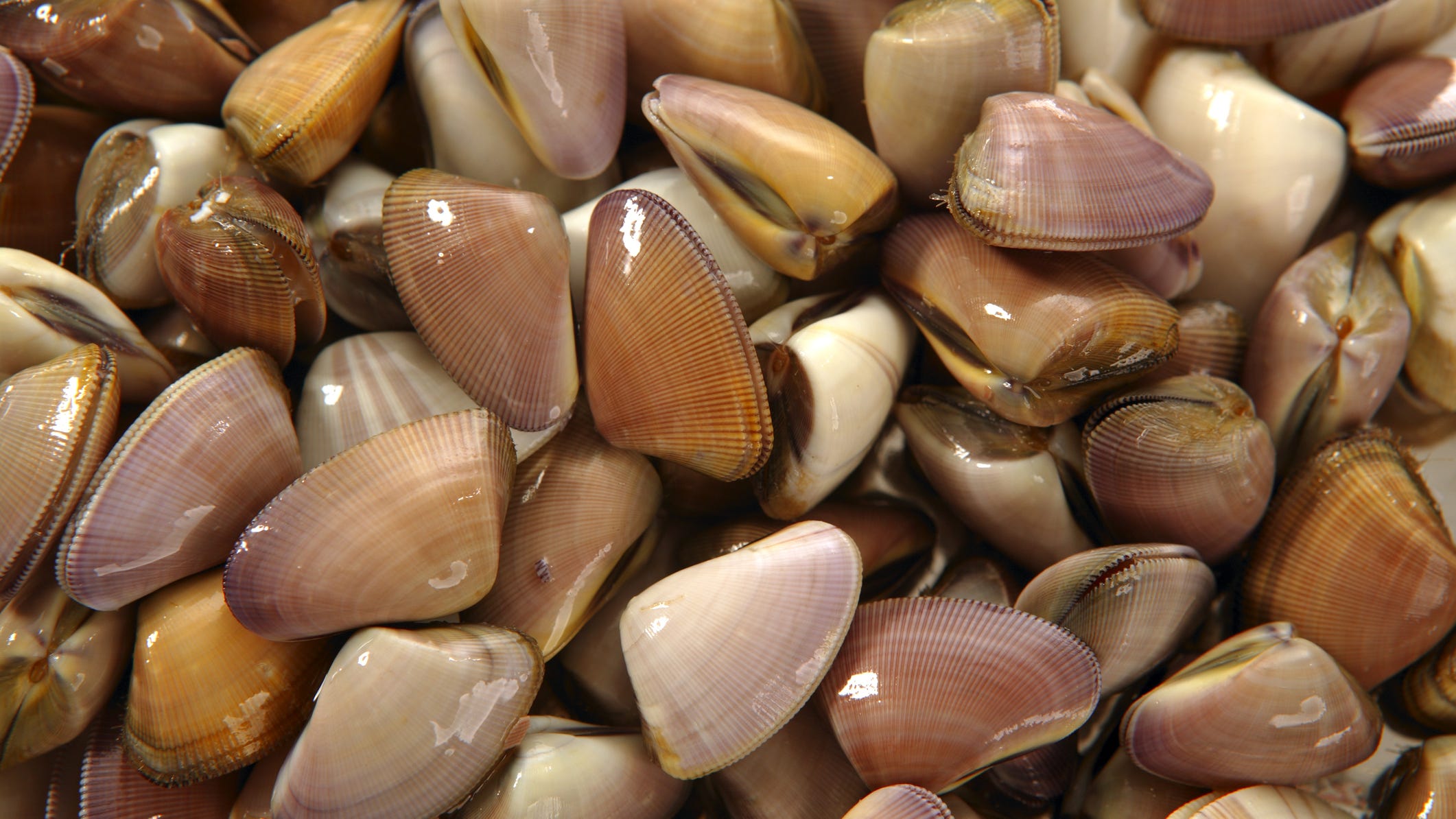 Man finds extremely rare purple pearl in clam