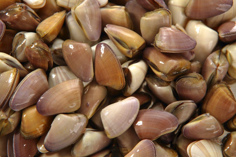 Clams stock photo. 