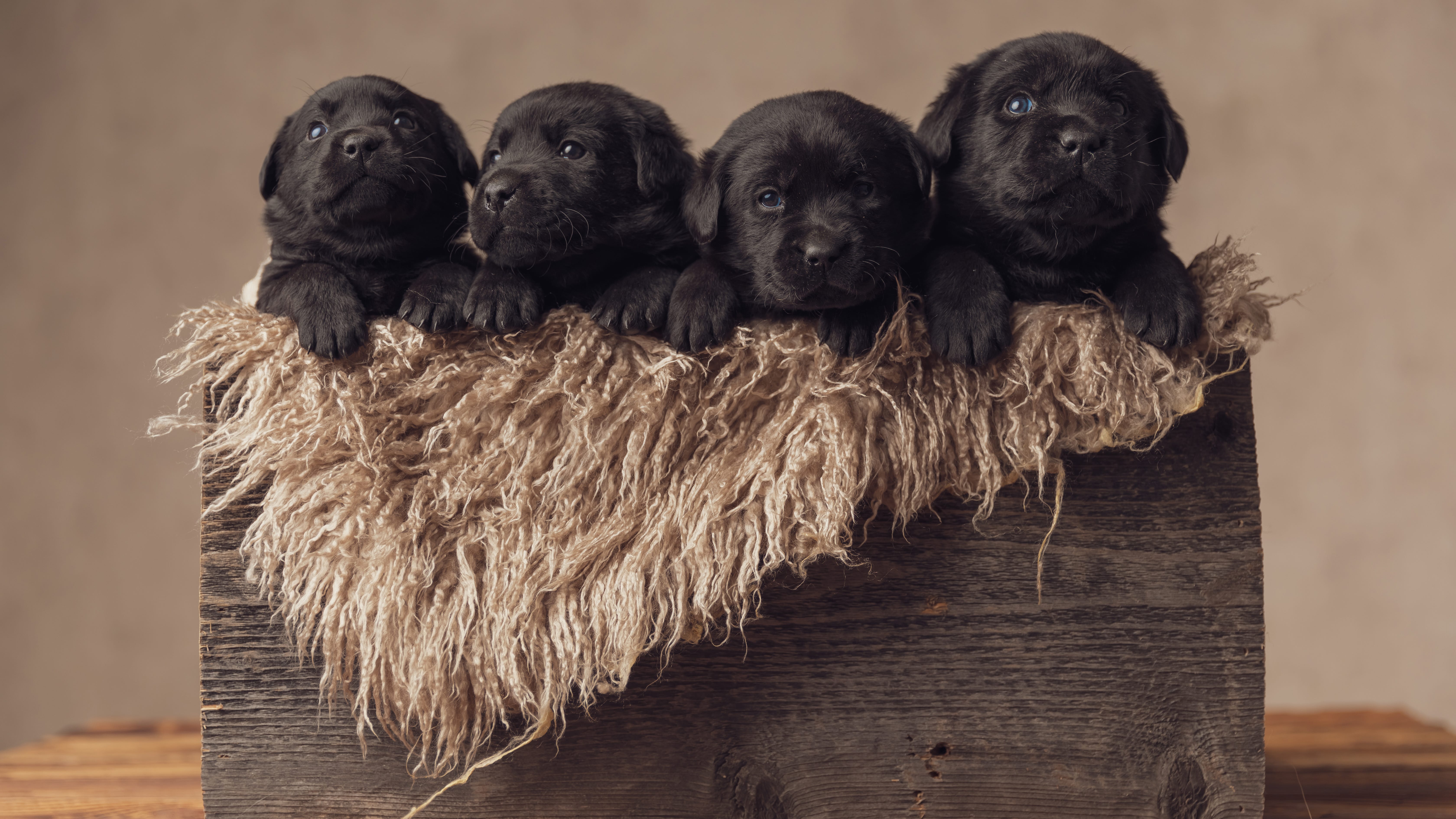 Pet stores in Batavia and St. Charles could lose their license to sell puppies
