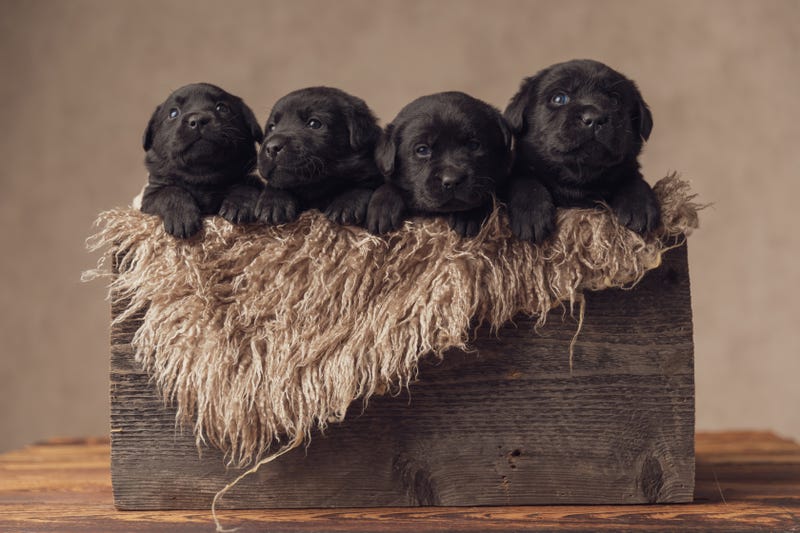 Puppies