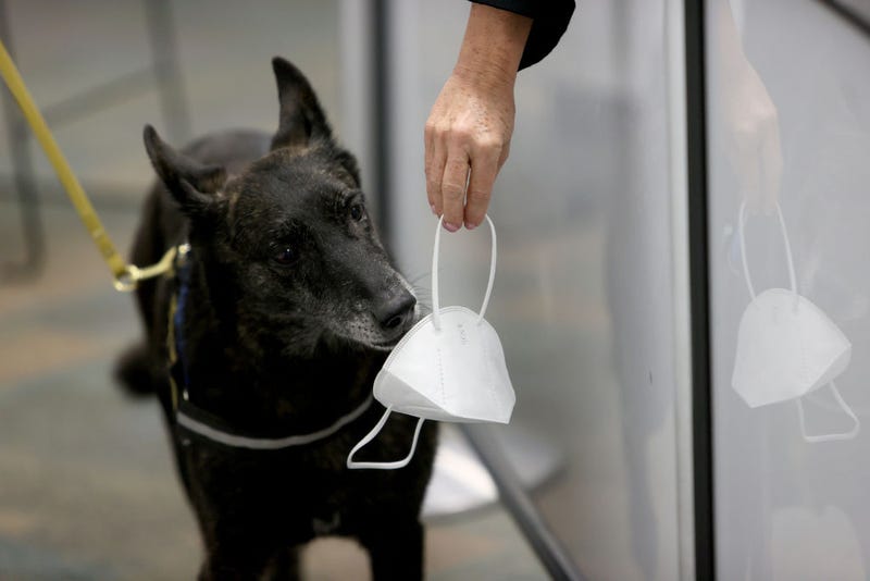 One Betta, a Dutch Shepard, sniffs a mask for the scent of COVID-19 at Miami International Airport.