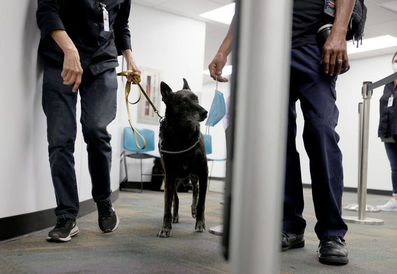 Kelley Hall leads One Betta, a Dutch Shepard, to sniff a mask for the scent of COVID-19 at Miami International Airport.