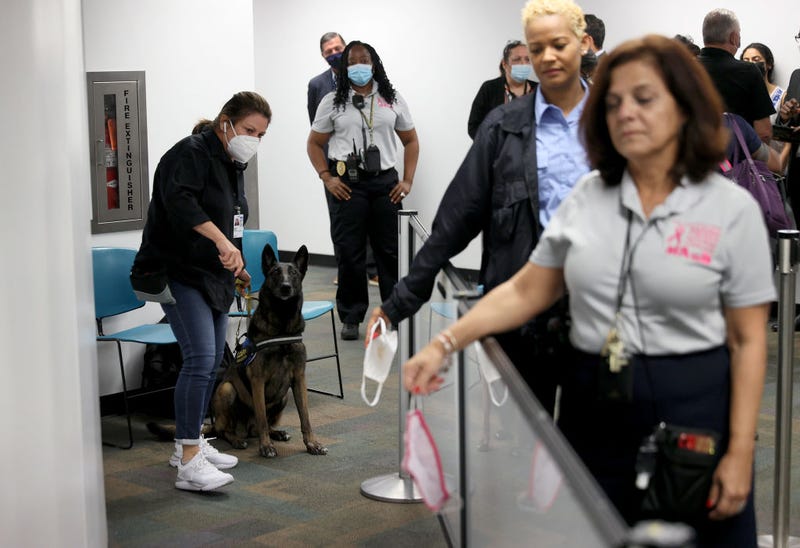 Denise Webb handles Cobra, a Belgian Malinois, as the dog prepares to sniff masks for the scent of COVID-19 at Miami International Airport.