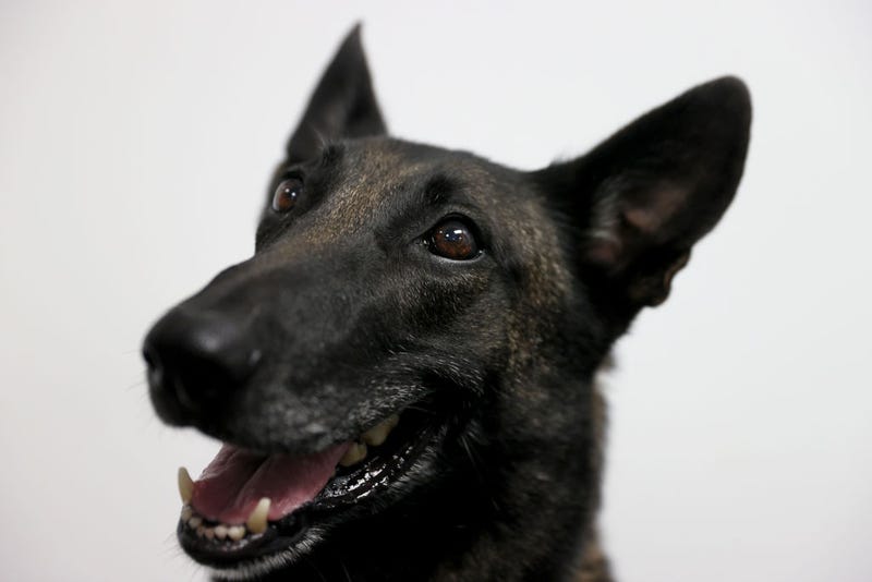 Cobra, a Belgian Malinois, waits for a command from Denise Webb before sniffing masks for the scent of COVID-19 at Miami International Airport.