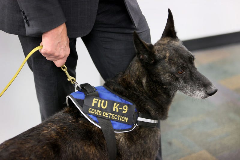 One Betta, a Dutch Shepard, waits for a command to sniff masks for the scent of COVID-19 at Miami International Airport.