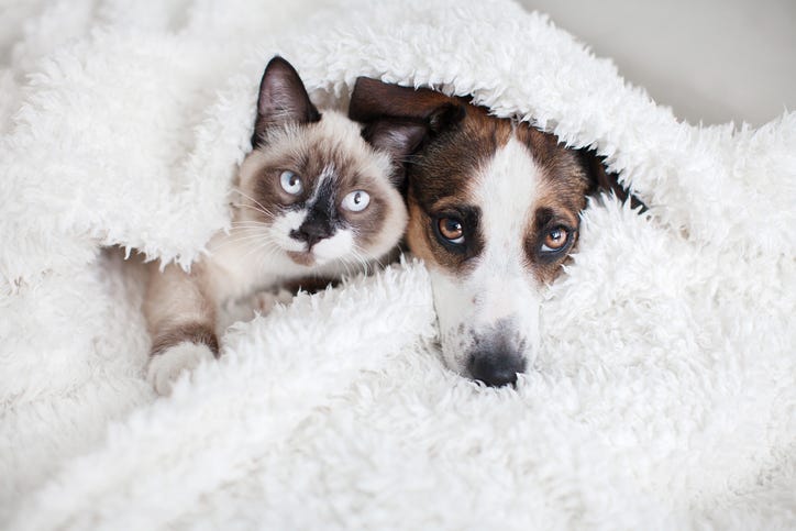 Cat and dog together under white blanket