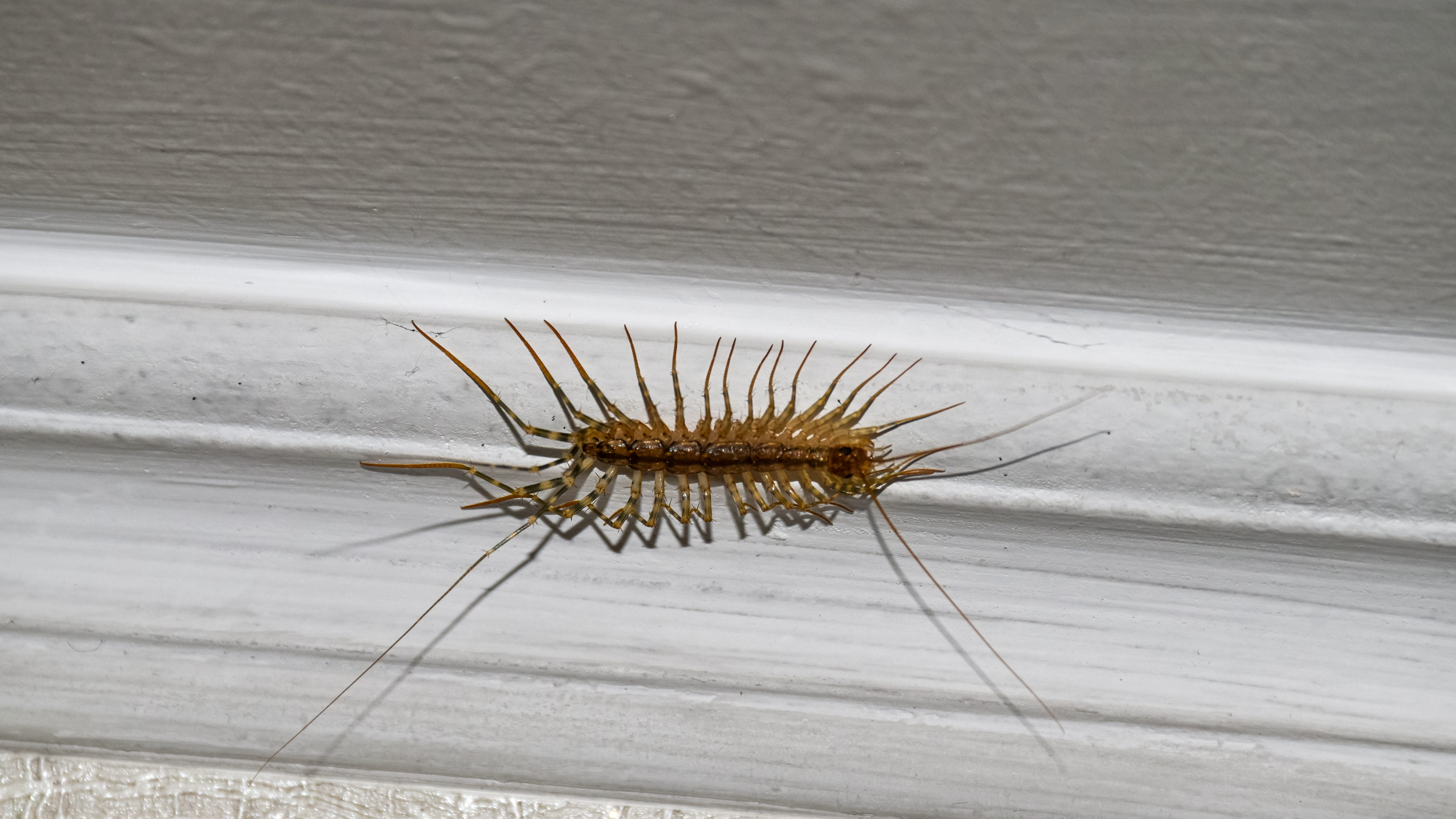 Centipedes may be scoping out your home