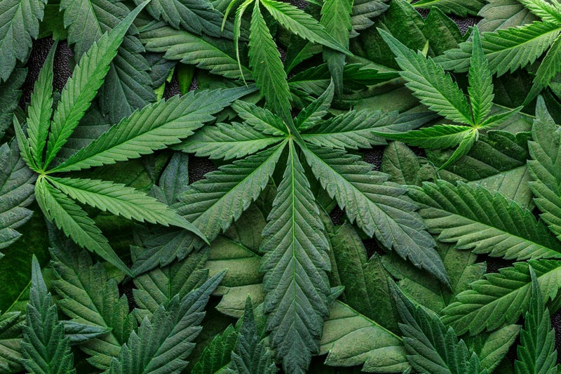 Missouri voters to weigh forgiveness for past weed crimes