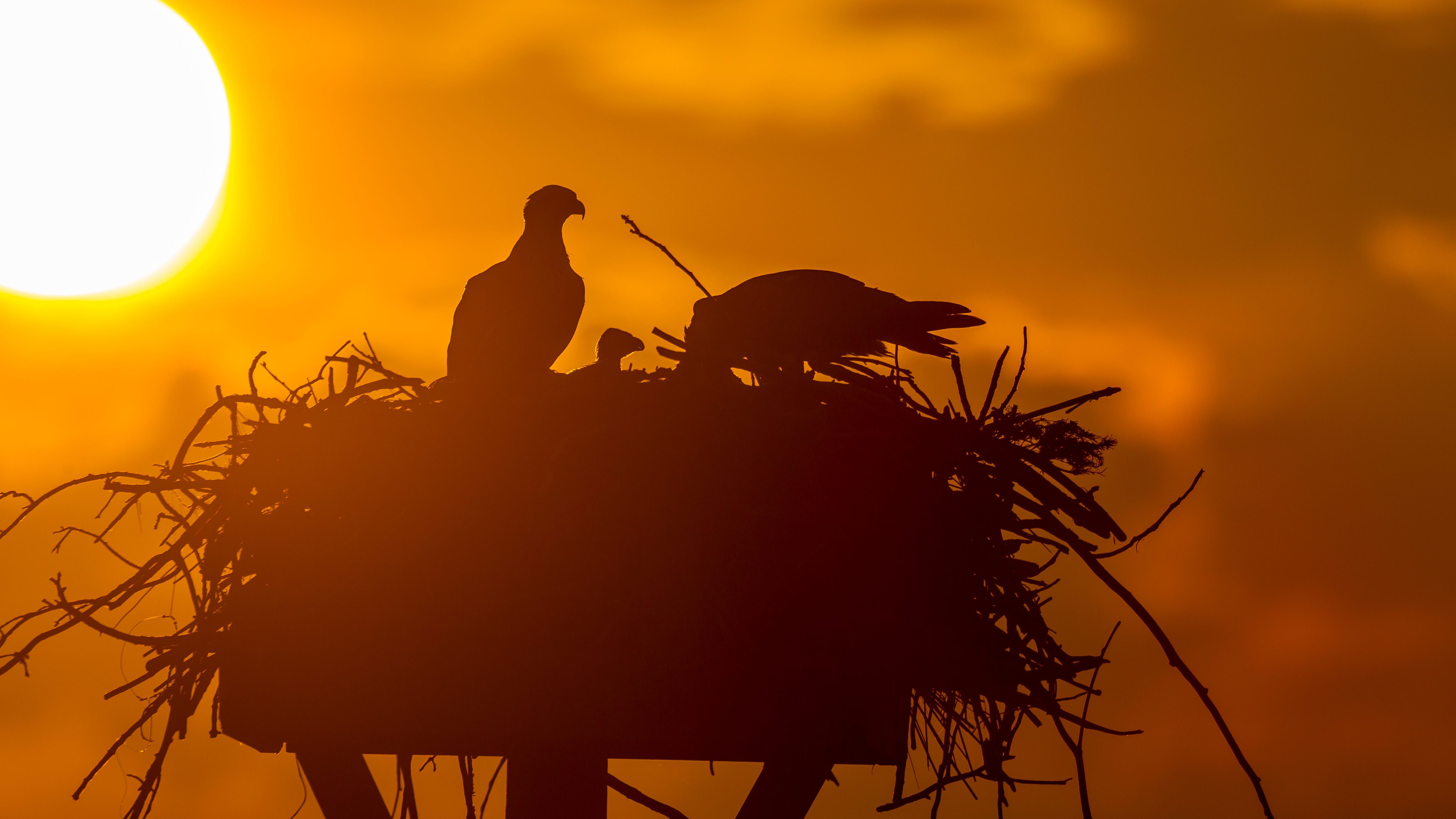 LI flock of birds tests positive for bird flu: officials