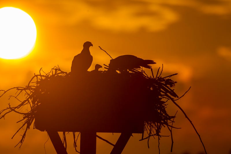  The silhouette of two nesting Ospreys and their chicks are seen against a summer evening sky at the Oyster Bay National Wildlife Refuge in Bayville New York on June 23, 2020.