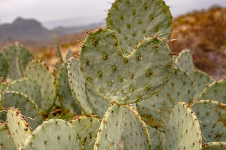 prickly pear