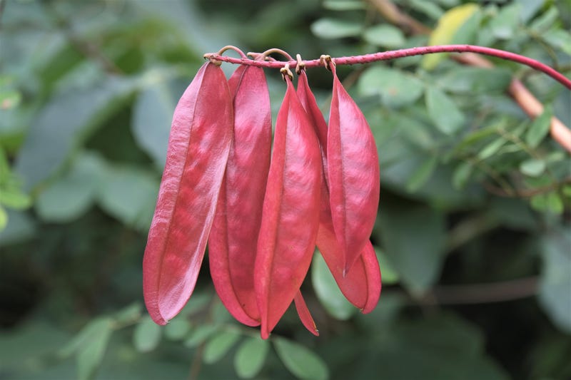 Tara spinosa plant