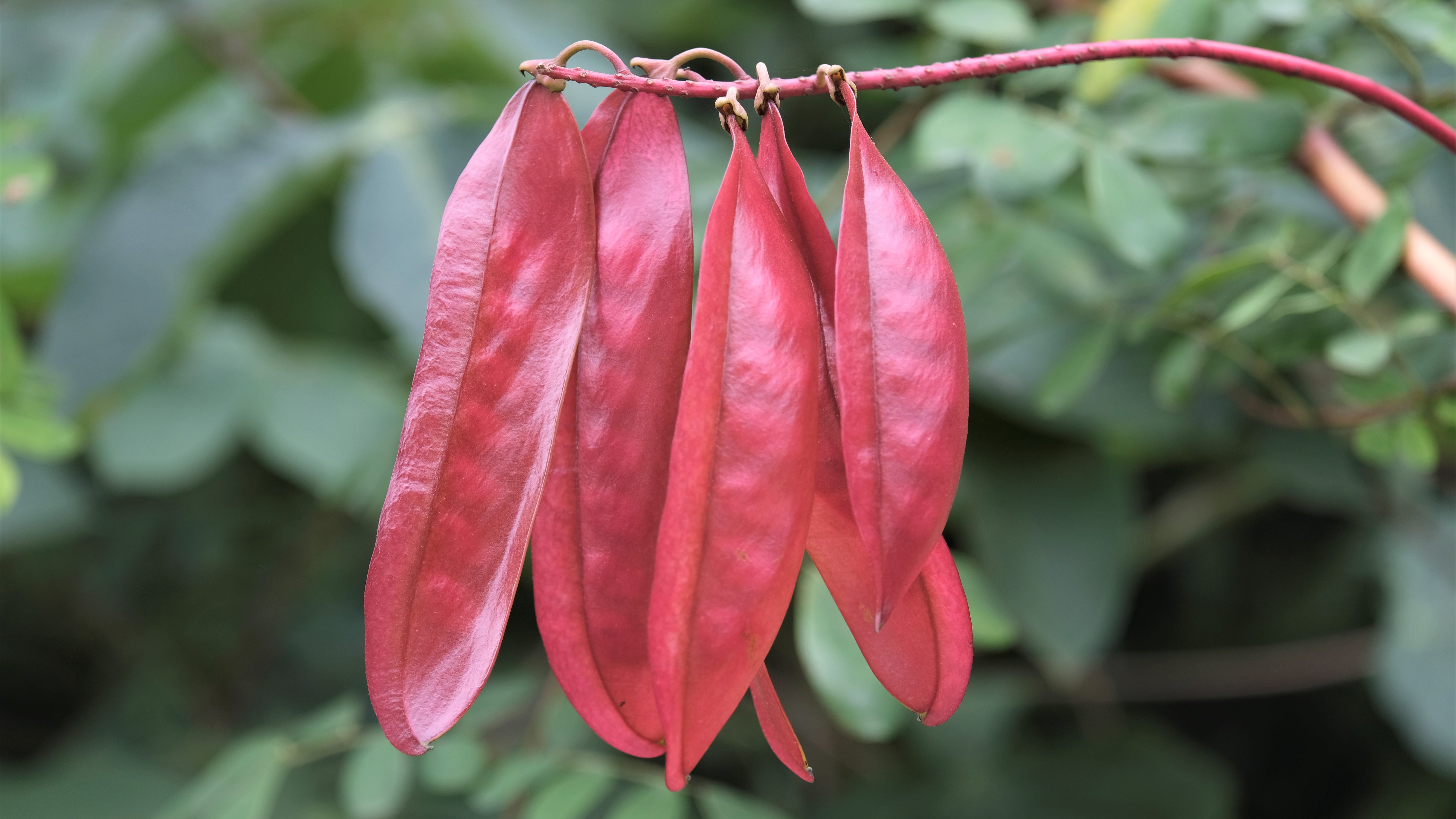Daily Harvest identifies ingredient that sickened hundreds of people