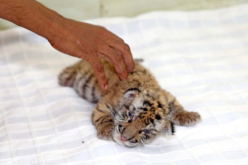 Newborn Tiger Cub