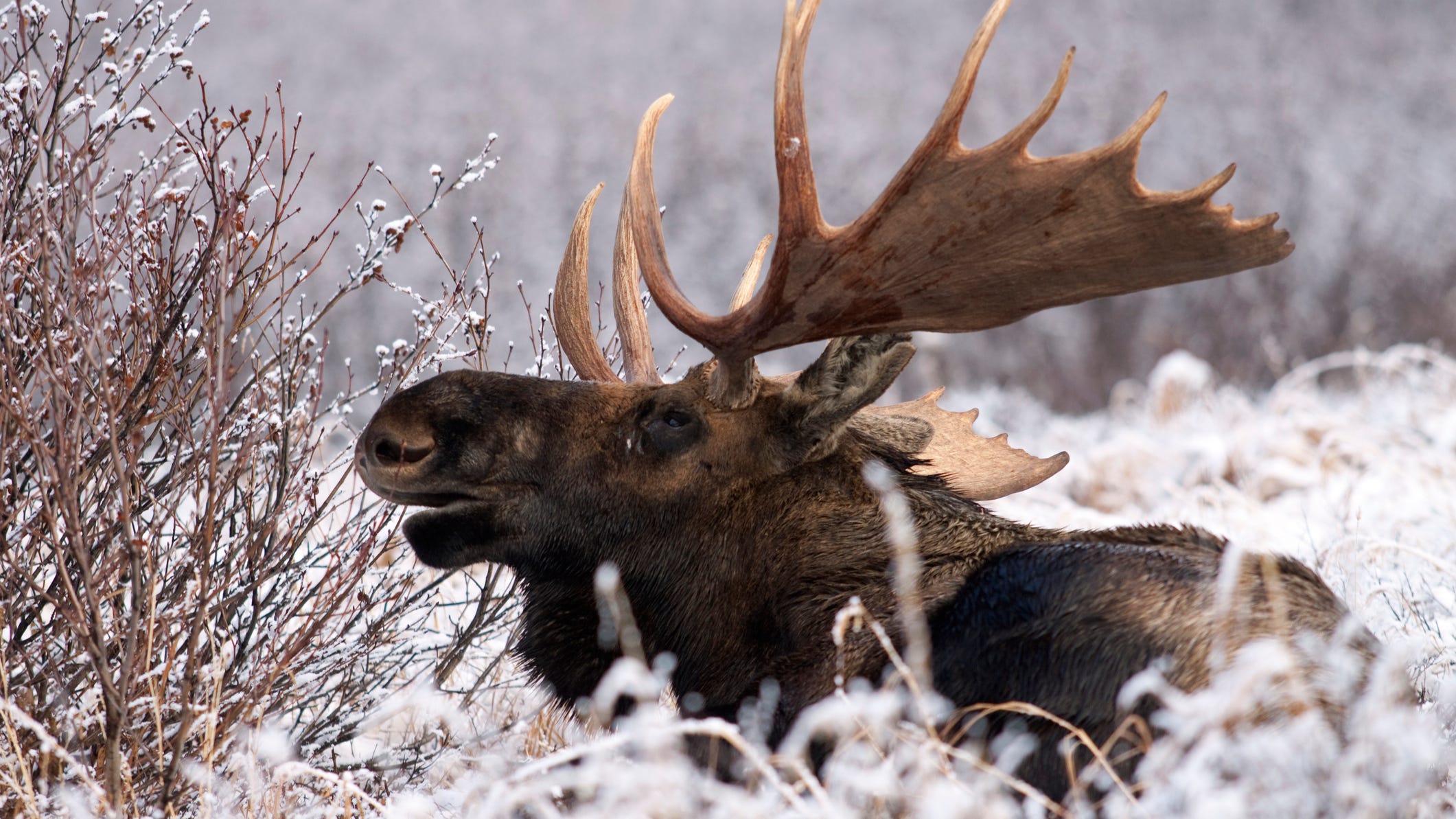 Family catches Ring video of moose shedding its antlers