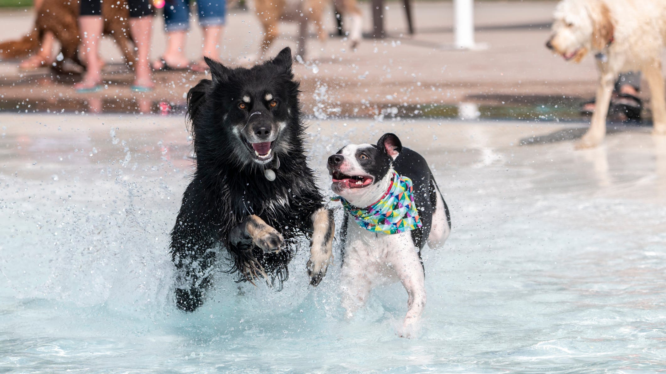 Things To Do Around DFW: Doggie Splash Day, Big3, Vitruvian Salsa Festival and more