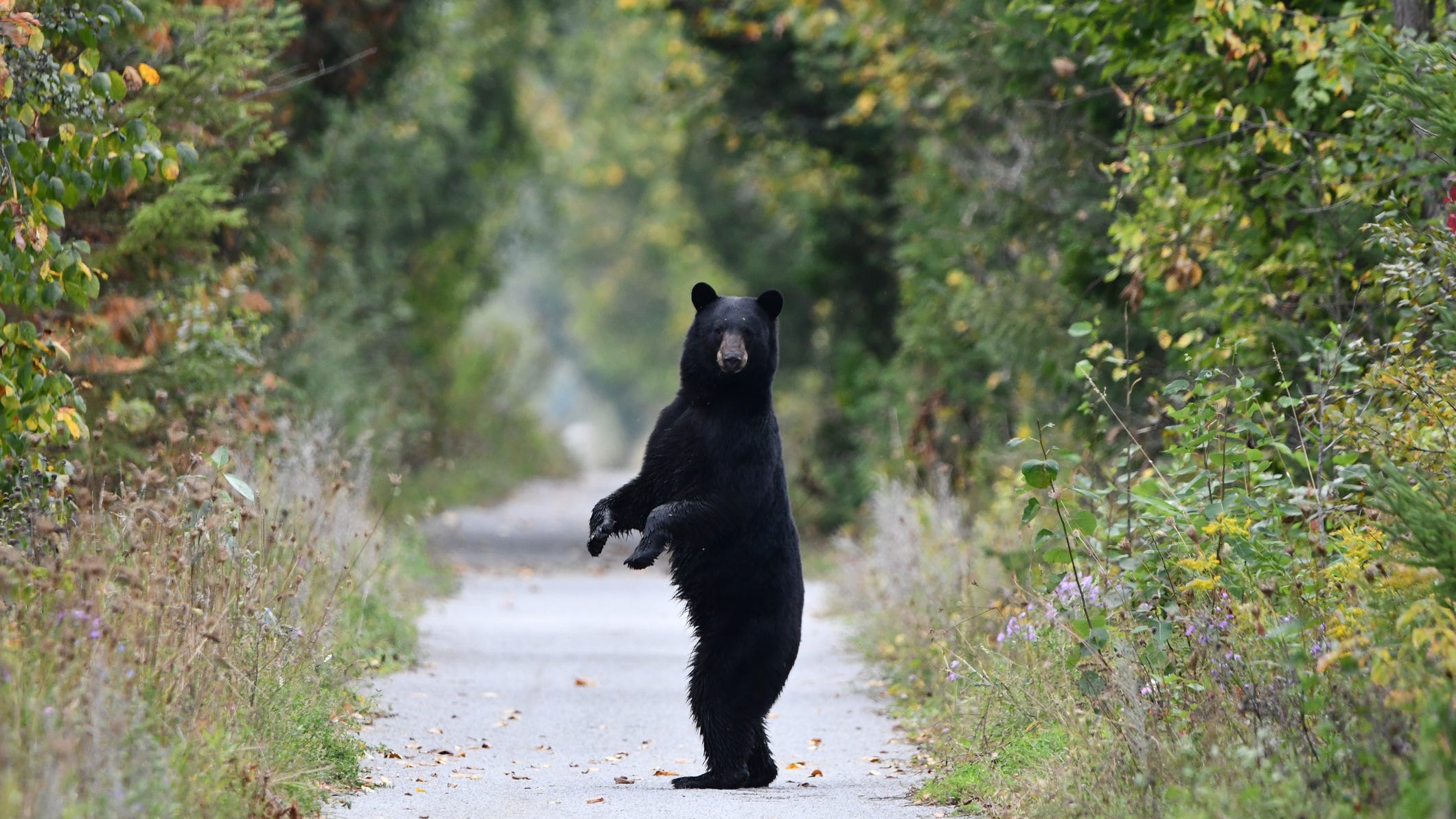 Homeowner finds ‘super chill’ black bear named ‘Marty’ hibernating under his deck