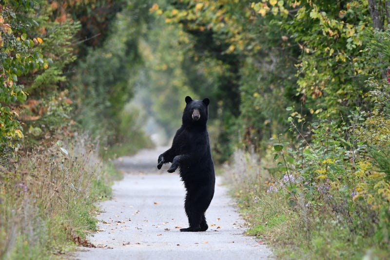A black bear walking on path. 