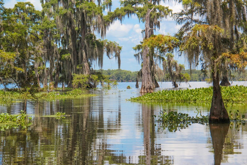 Swamp