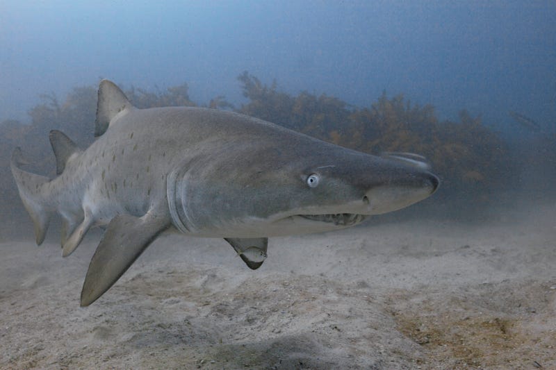 FILE: Nurse shark