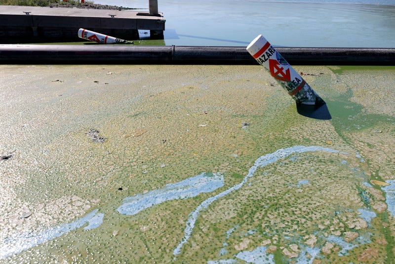 Blooms of cyanobacteria cover the surface of the water in Clear Lake at Redbud Park on Sept. 26, 2021 in Clearlake, California.