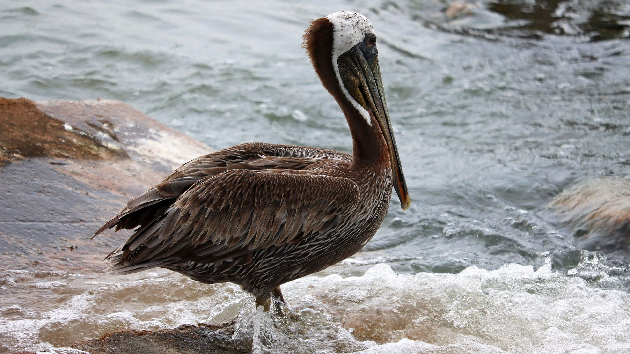 Over 200 pelicans rescued with unknown illness in Santa Barbara