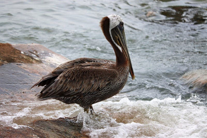 In the last 10 days, the Santa Barbara Wildlife Care Network has rescued more than 200 Brown Pelicans that need care.