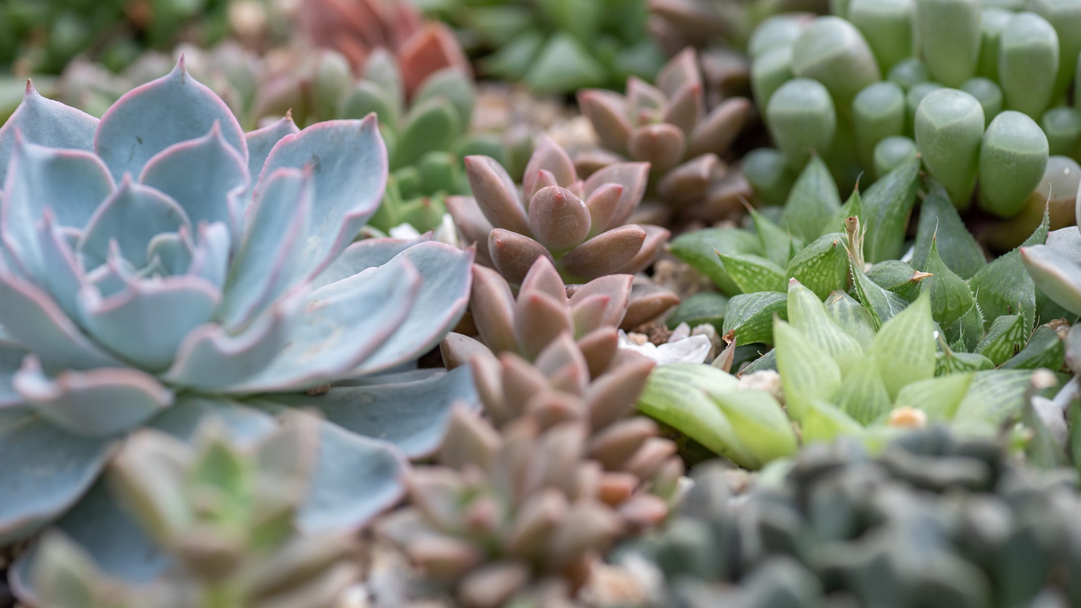 How to keep your lawn and garden alive in a water shortage