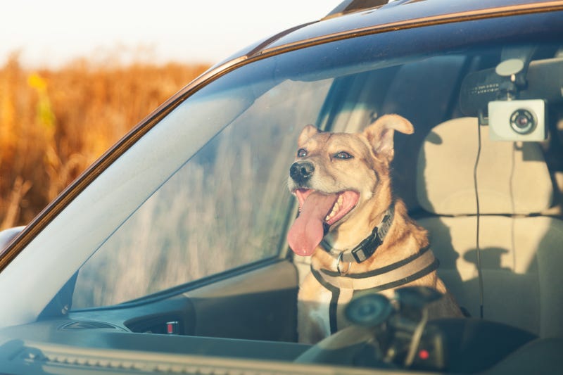 New CDC rules for dogs crossing the U.S. border take effect Aug. 1, 2024. 