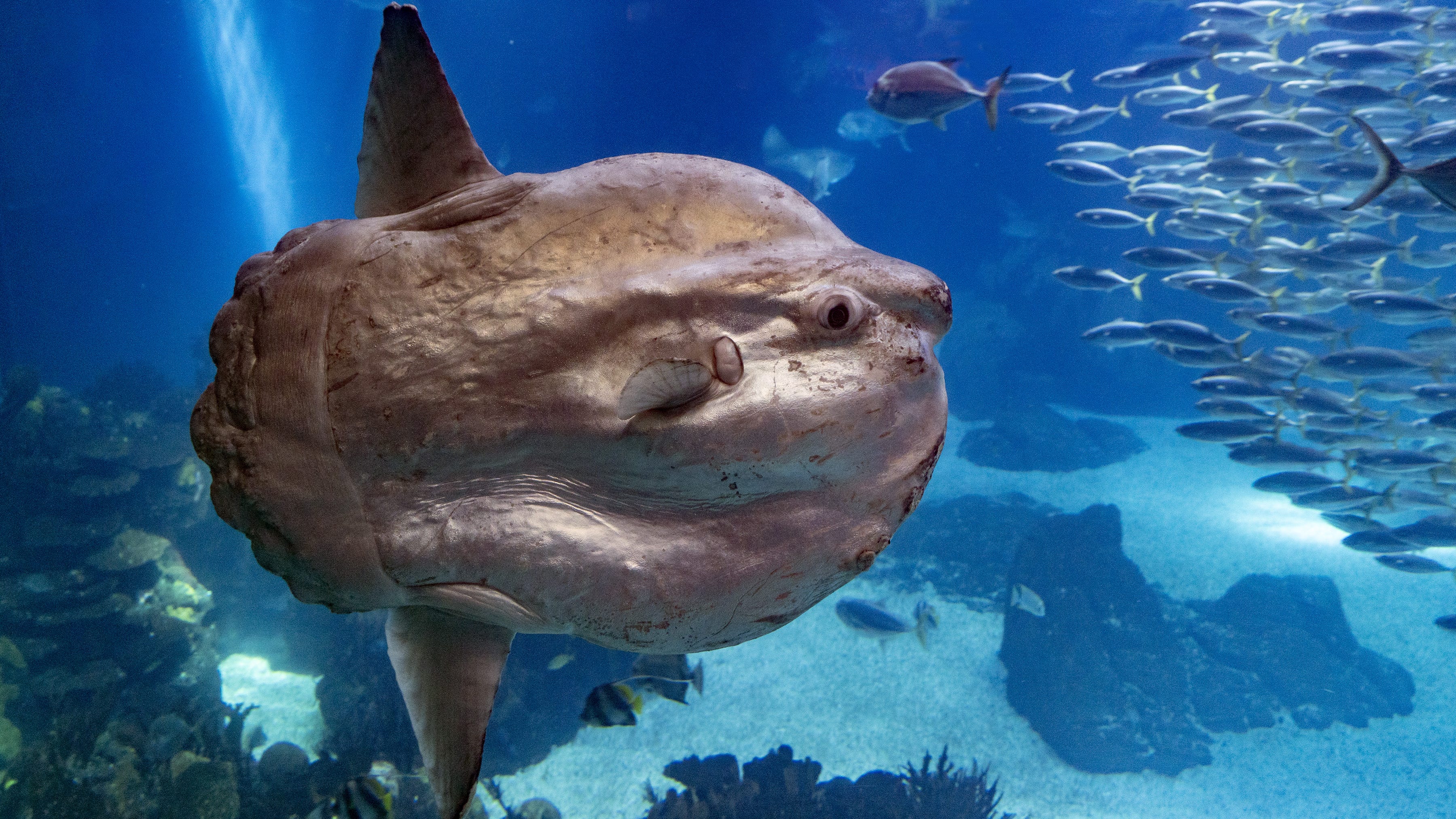 Fishermen land largest fish ever discovered