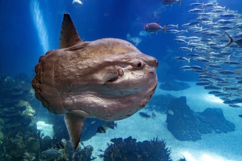 Sunfish stock photo.