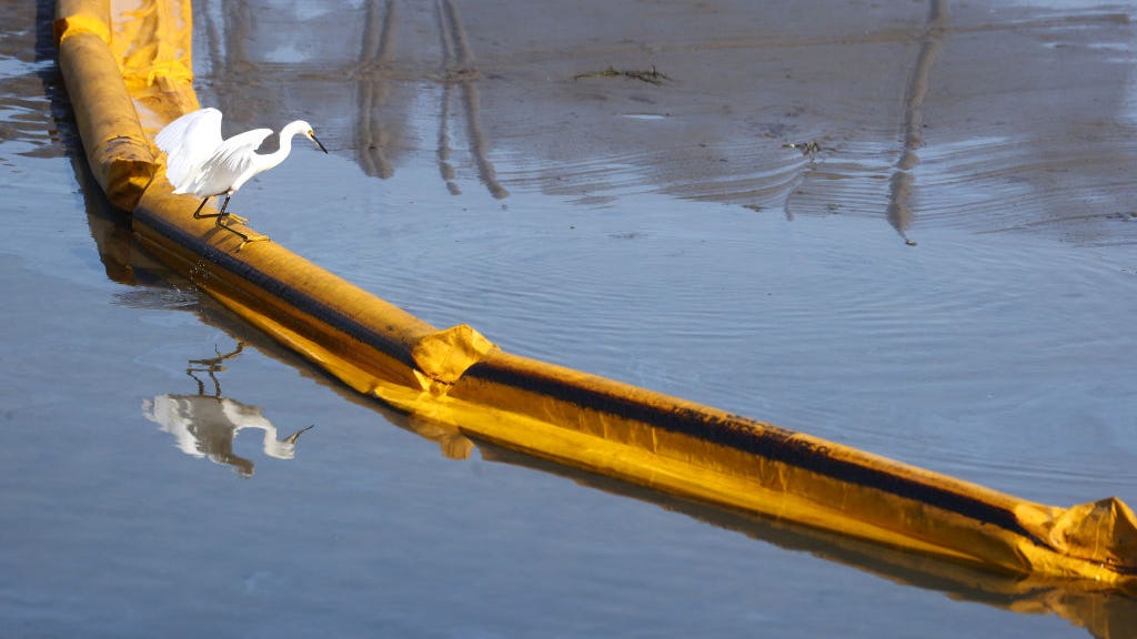 Veterinary experts treat birds and marine life affected by O.C. oil spill