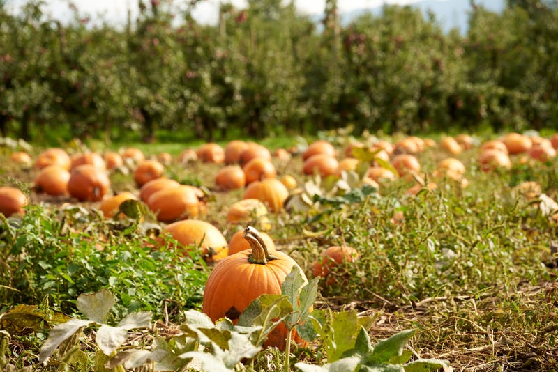 Halloween - pumpkins in the field